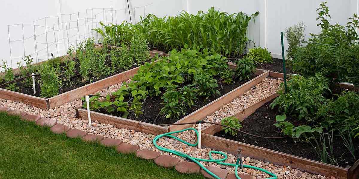 The Beginner's Guide to Starting Your Own Vegetable Garden