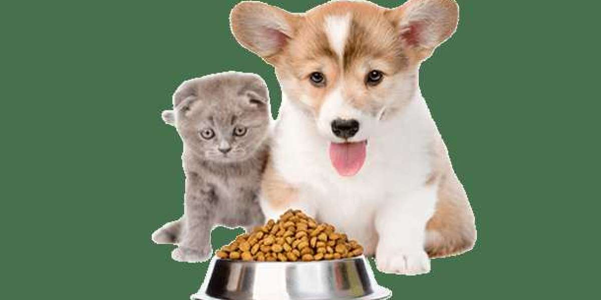 A Comprehensive Guide to Choosing the Best Pet Food and Feeding Accessories