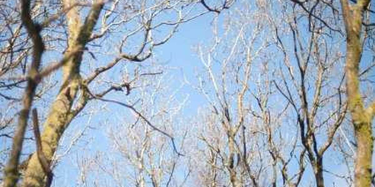 Dianabol Cycle Guide Beginners, Results, Charts, Dosage, Length