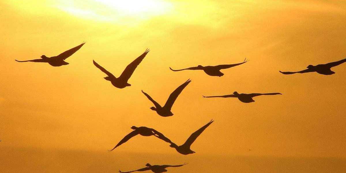 Report: Numerous Players Requesting Professions to Commanders Before Due Date