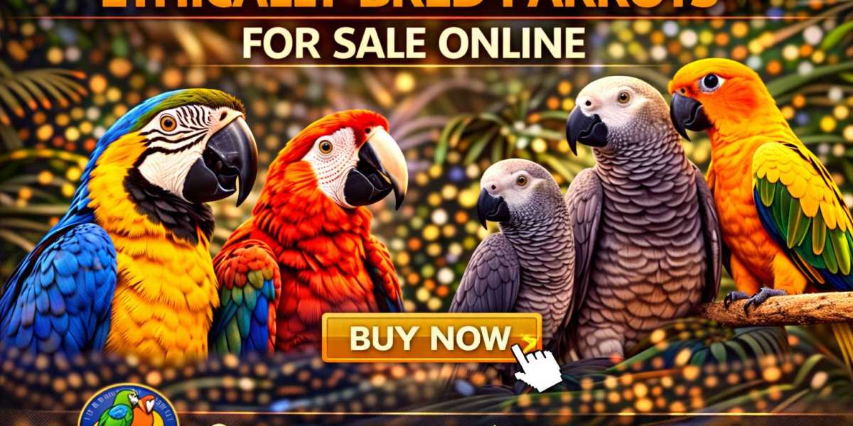 A Realistic Guide to Hawk Headed Parrot for Sale and Ethically Bred Parrots for Sale Online